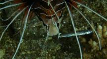Clearfin Lionfish Feeding At Night