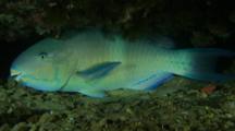 Parrotfish Resting  In Cocoon