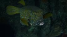 Boxfish Turns Around, Close Up On Head