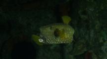 Boxfish Turns Around