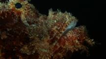 Mouth And Eye Of Scorpionfish At Night