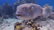 Porcupinefish With Blinded Eye