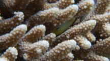 Arabian Damsel Fish Hiding In Acropora Coral