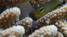 Arabian Damsel Fish Hiding In Acropora Coral