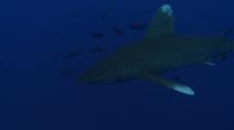 Oceanic Whitetip Shark With Pilotfish Approaching In Blue Water