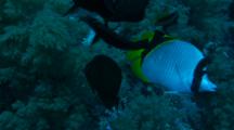 Butterflyfish And Tangs Feeding On Jellyfish