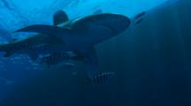Oceanic White Tip Shark Under Boat, Circles Diver