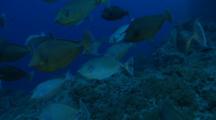 Short-Nose Unicornfish Schooling Above The Colourful Reef