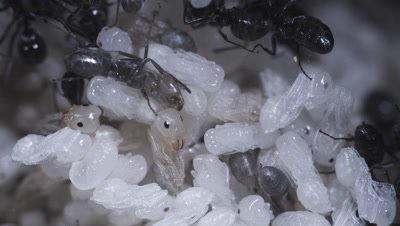 Argentine Ant (Linepithema Humile,Formerly Iridomyrmex Humilis) Workers Attending Pupae And Larva In Underground Nest,Licking,Grooming And Transporting Them