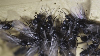 Argentine Ant (Linepithema Humile,Formerly Iridomyrmex Humilis) Workers Attending winged male reproductives In Underground Nest,Licking,Grooming Them