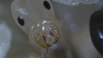 Argentine Ant (Linepithema Humile,Formerly Iridomyrmex Humilis) Workers Attending Pupae And Larva In Underground Nest, pupa mid stage jaws moving