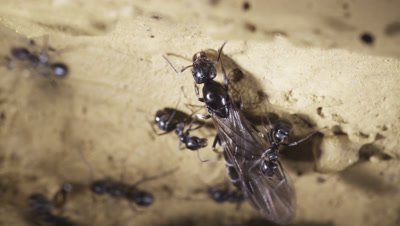 Argentine Ant (Linepithema Humile,Formerly Iridomyrmex Humilis) Workers Attending winged female queen reproductives ready for nuptial flight In Underground Nest,Licking,Grooming Them