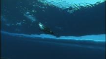 Antarctica Underwater Penguins, Dive Down