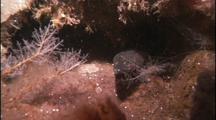 Underwater Dragonfish Eggs, Antarctica