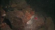 Underwater, Dragonfish Watches Over Eggs, Antarctica