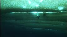 Antarctica Underwater, Diver Under Sea Ice