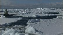 Antarctica Ice And Orcas, Swim And Spy Hop