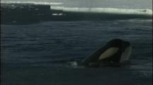 Filmmakers Film Pod Of Orcas Resting At End Of Lead Of Ice
