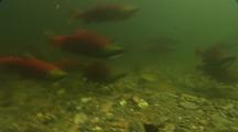 Sockeye Salmon Spawning
