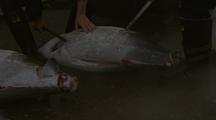 Worker Cuts Tails Of Frozen Tuna, Tsukiji Fish Market