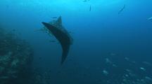 Whale Shark Swims With School Of Jacks, Small Reef Fish, View Of Tail