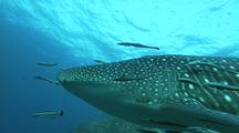 Whale Shark From Below, Zoom To Close-Up Of Head And Remoras