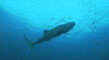 Whale Shark Swims With Remoras, View To Surface