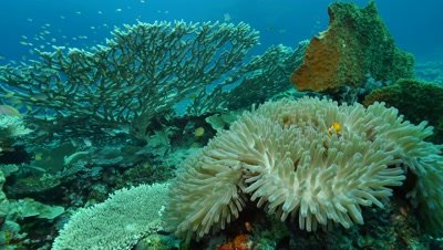 false percula clownfish in magnificent sea anemone on healthy coral reef,Papua New Guinea