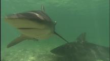 Bull Sharks Swim In Shallows, Diver Watches