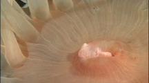 Antarctic Sea Anemone Close-Up Of Mouth