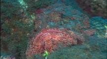 Scorpionfish Rests On Bottom