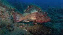 Scorpionfish Rests On Bottom, Swims Off And Lands Again