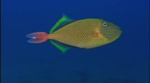 Small School Of Red-Tail Triggerfish