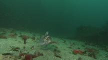 Copper Rockfish Looks At Camera