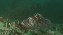 Close Up Of Copper Rockfish