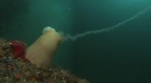 Long Salp Chain Attached To Anemone (Feeding?)