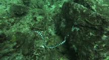 Banded Sea Snake Travels Hunts On Reef