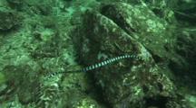 Banded Sea Snake Travels Hunts On Reef