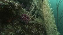 Divers Work To Remove Fishing Net From Reef