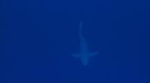 Sandbar Shark Swimming In Blue Water
