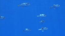 Triggerfish School In Blue Water