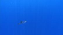 Oceanic Triggerfish Swim In Blue Water