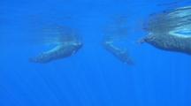 Oceanic Whitetip Shark Swims With Pilot Whales