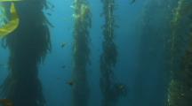 Travel Through A Kelp Forest With Many Small Fish