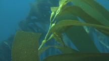 Kelp Perch Swims Through Kelp