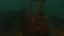 Tilt Down An Entire Kelp Plant