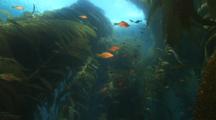 Looking Up Through A Kelp Forest With Many Small Fish