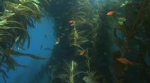Kelp Perch Swims Through Kelp