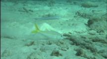 Goatfish Searches For Food In Sand