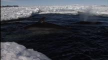 Minke Whale Swims In Hole In Ice